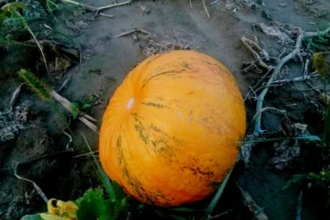Kako jesti granolu na 10 ukusnih i jednostavnih načina?